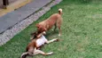 Luna e Leasha