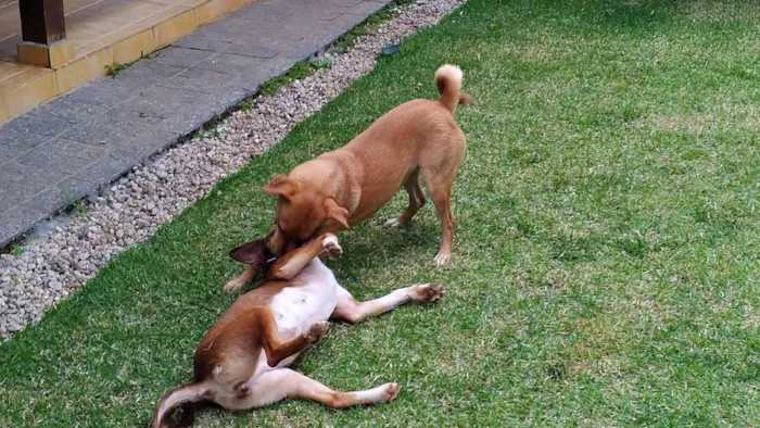 Cachorro raça SRD idade 1 ano nome Luna e Leasha