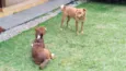 Luna e Leasha