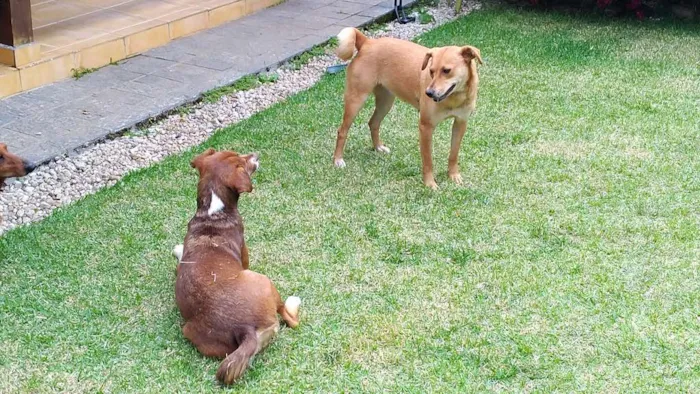 Cachorro raça SRD idade 1 ano nome Luna e Leasha