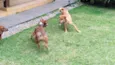 Luna e Leasha