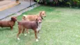 Luna e Leasha