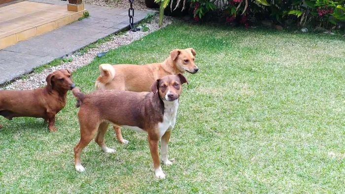 Cachorro raça SRD idade 1 ano nome Luna e Leasha
