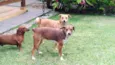 Luna e Leasha