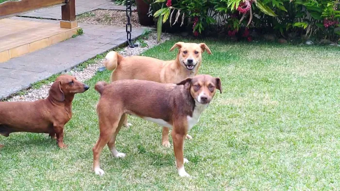 Cachorro raça SRD idade 1 ano nome Luna e Leasha