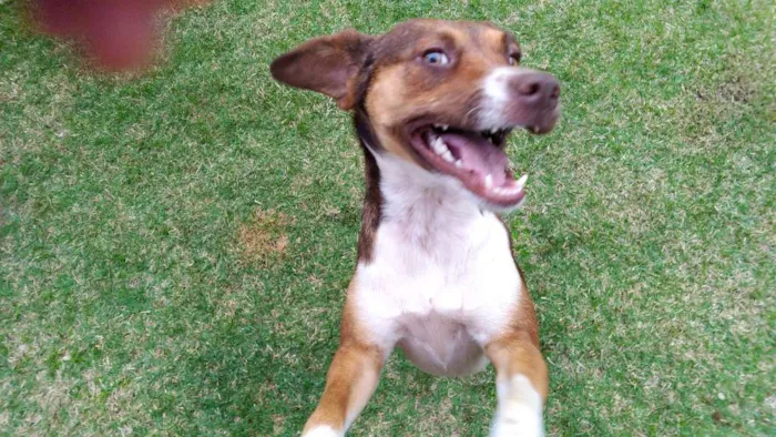 Cachorro raça SRD idade 1 ano nome Luna e Leasha