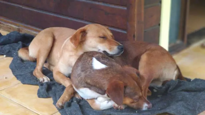 Cachorro raça SRD idade 1 ano nome Luna e Leasha
