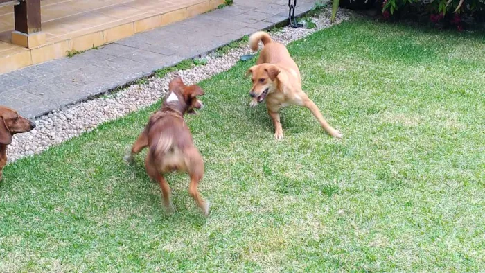 Cachorro raça SRD idade 1 ano nome Luna e Leasha