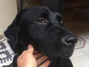 Cachorro raça Labrador idade 1 ano nome Não sei 