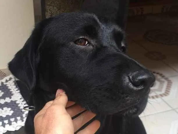 Cachorro ra a Labrador idade 1 ano nome Não sei 