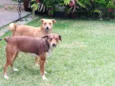 Luna e Leasha