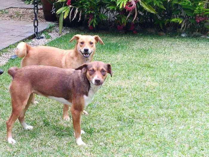 Cachorro raça SRD idade 1 ano nome Luna e Leasha