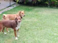 Luna e Leasha
