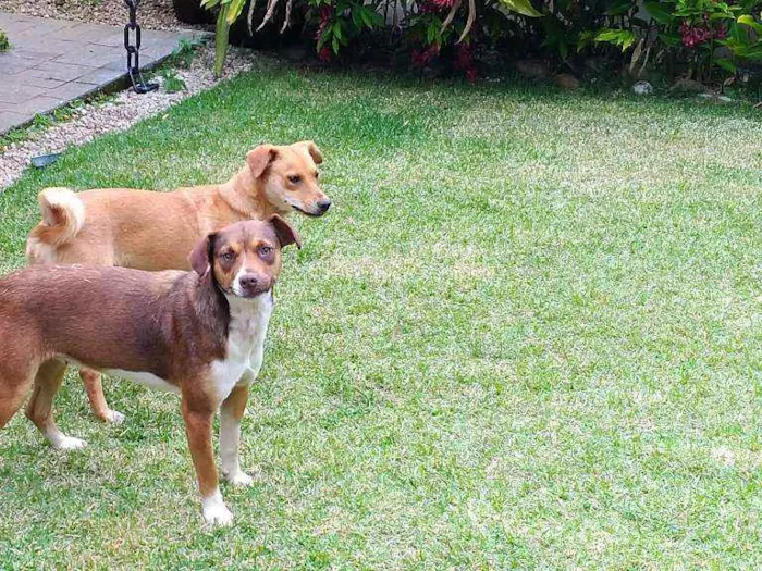 Cachorro raça SRD idade 1 ano nome Luna e Leasha