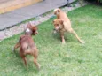 Luna e Leasha