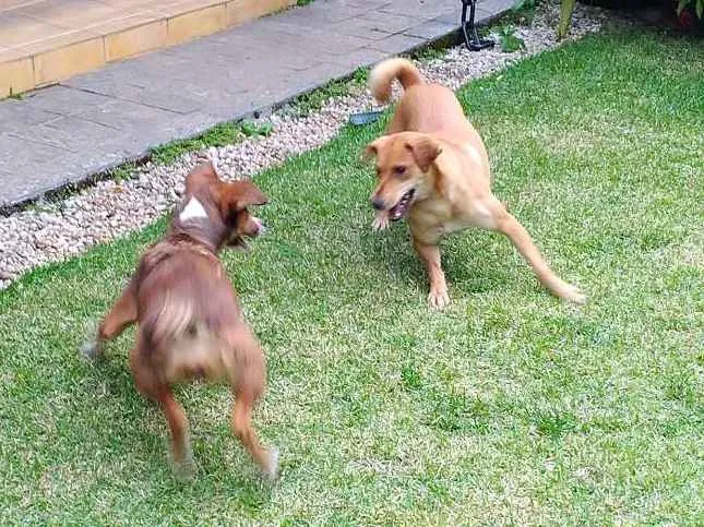Cachorro raça SRD idade 1 ano nome Luna e Leasha
