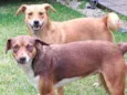 Luna e Leasha