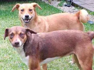 Cachorro raça SRD idade 1 ano nome Luna e Leasha