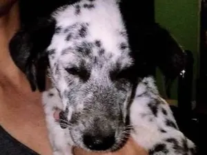 Cachorro raça Dálmata mistura com vira lata idade 2 a 6 meses nome Lunna