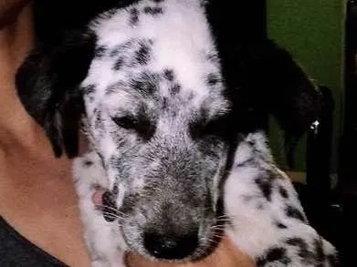 Cachorro ra a Dálmata mistura com vira lata idade 2 a 6 meses nome Lunna