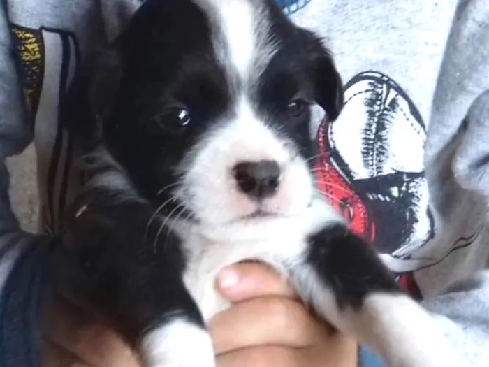Cachorro ra a Srd  idade 2 a 6 meses nome Emir