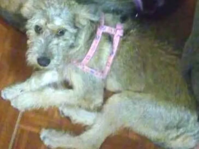 Cachorro ra a Vira  lata idade 7 a 11 meses nome Jane
