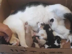 Gato raça  idade 2 a 6 meses nome Amores