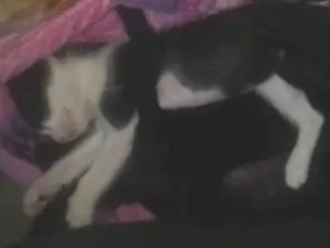Gato raça Mestiço idade Abaixo de 2 meses nome Lucy,amora, floquinh
