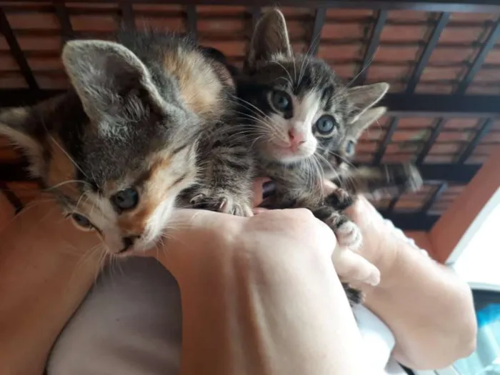 Gato ra a vira lata idade Abaixo de 2 meses nome Não tem ainda