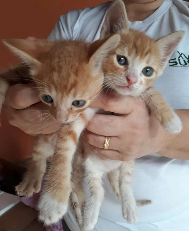 Gato ra a vira lata idade Abaixo de 2 meses nome Não tem ainda