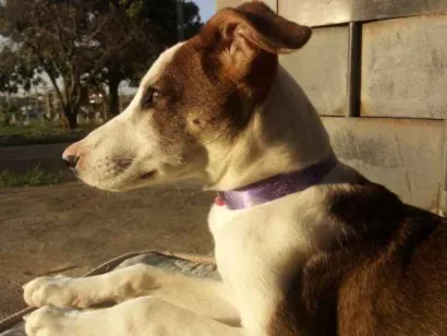 Cachorro raça Vira Lata idade 1 ano nome Sleep