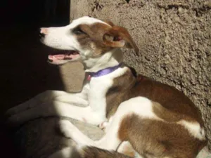 Cachorro raça Vira Lata idade 1 ano nome Sleep