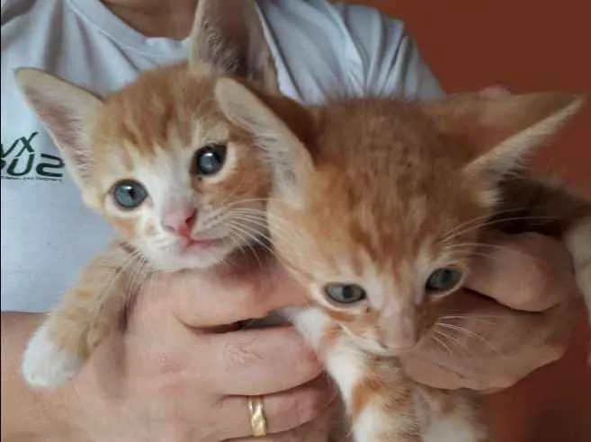 Gato ra a vira lata idade Abaixo de 2 meses nome Não tem ainda