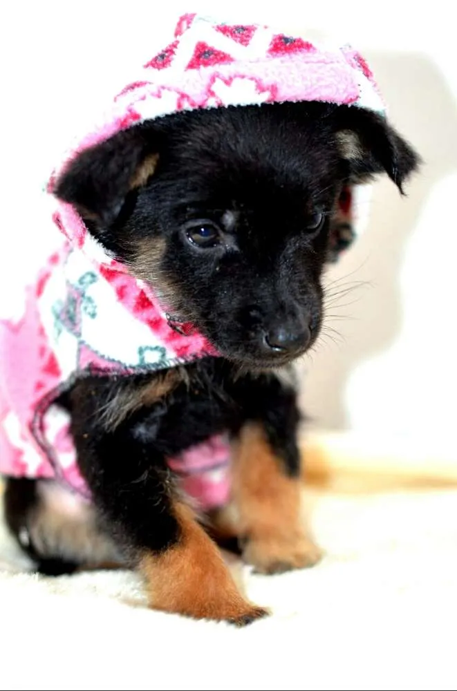 Cachorro ra a  idade Abaixo de 2 meses nome Filhotes Monique