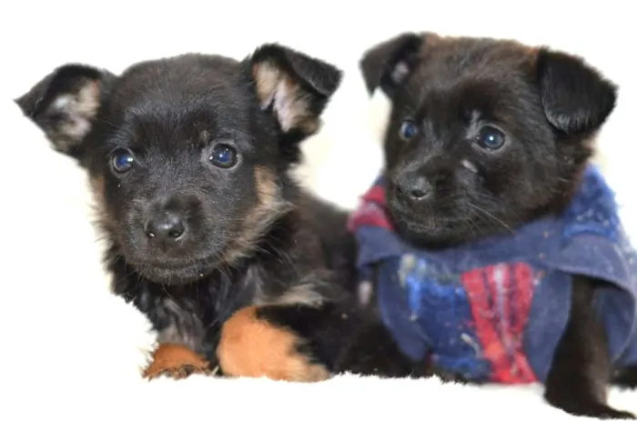 Cachorro ra a  idade Abaixo de 2 meses nome Filhotes Monique