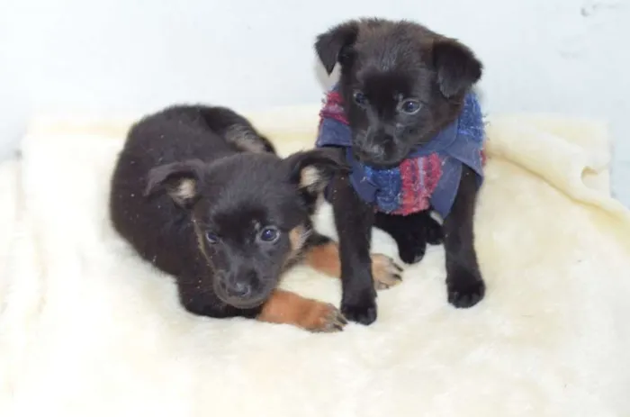 Cachorro ra a  idade Abaixo de 2 meses nome Filhotes Monique