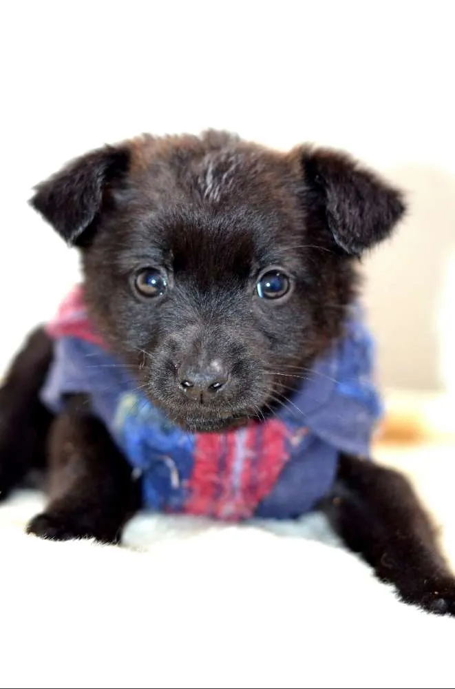 Cachorro ra a  idade Abaixo de 2 meses nome Filhotes Monique