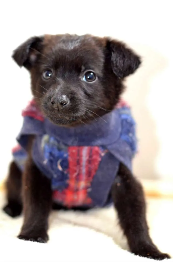 Cachorro ra a  idade Abaixo de 2 meses nome Filhotes Monique