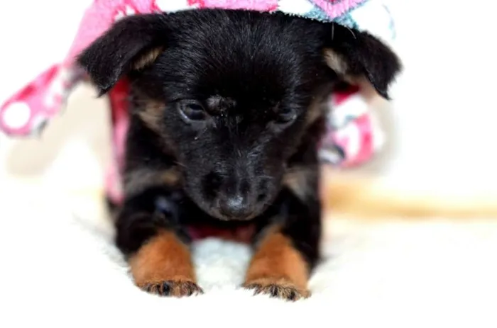 Cachorro ra a  idade Abaixo de 2 meses nome Filhotes Monique