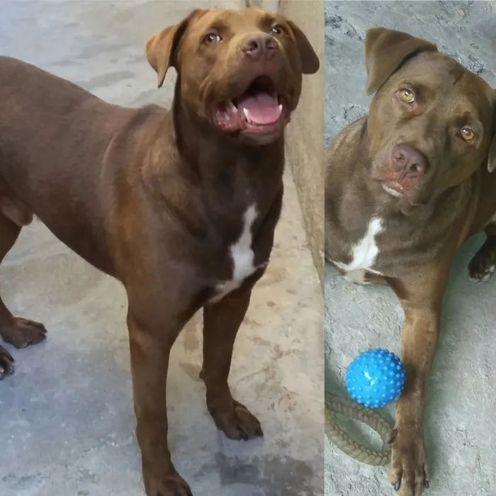 Cachorro ra a Pitbull  idade 5 anos nome Logan