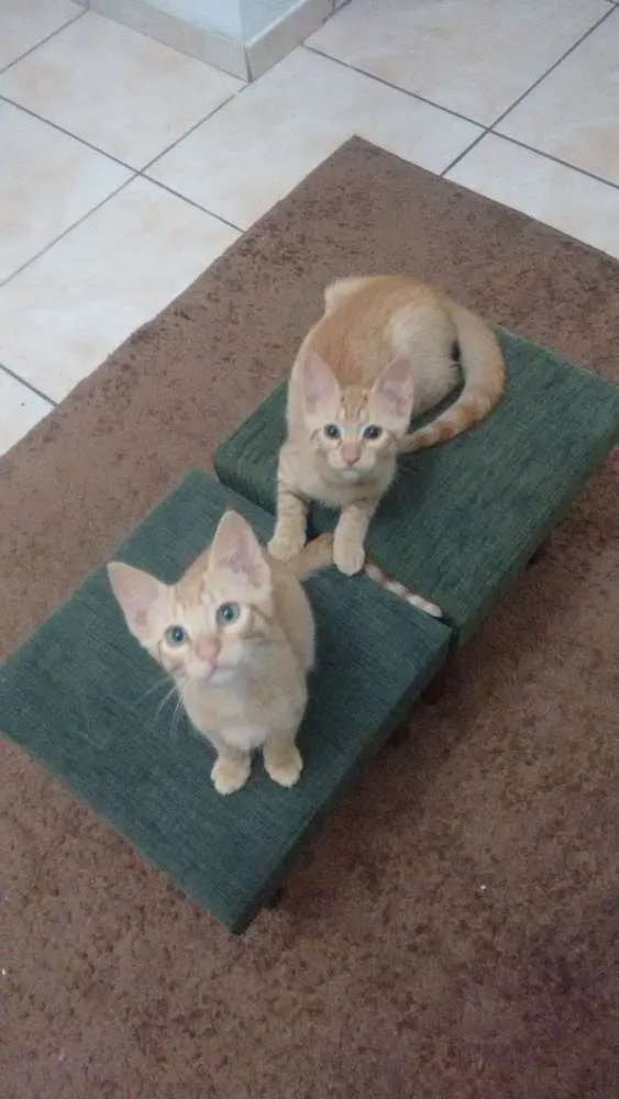 Gato ra a  idade 2 a 6 meses nome Luke e Dalí