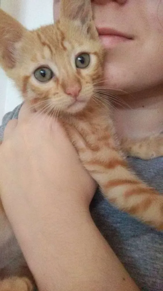 Gato ra a  idade 2 a 6 meses nome Luke e Dalí