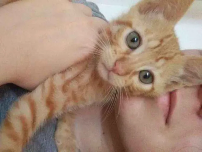 Gato ra a  idade 2 a 6 meses nome Luke e Dalí