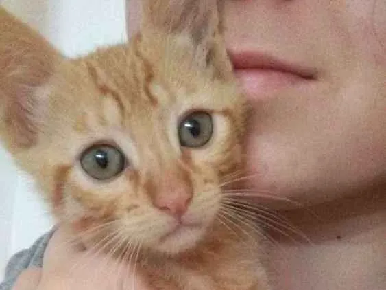 Gato ra a  idade 2 a 6 meses nome Luke e Dalí