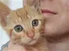 Gato raça  idade 2 a 6 meses nome Luke e Dalí