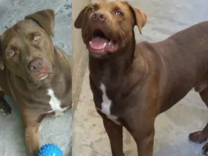 Cachorro raça Pitbull  idade 5 anos nome Logan