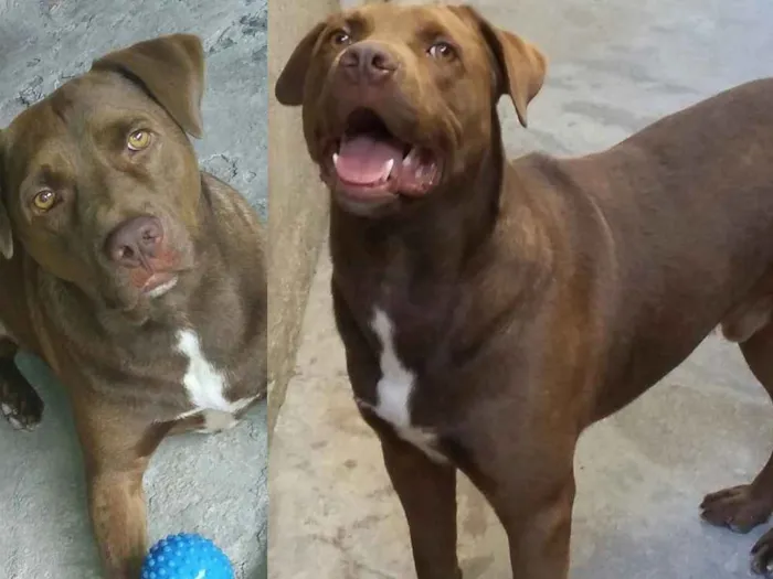 Cachorro ra a Pitbull  idade 5 anos nome Logan
