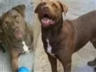 Cachorro raça Pitbull  idade 5 anos nome Logan