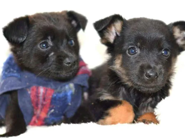 Cachorro ra a  idade Abaixo de 2 meses nome Filhotes Monique