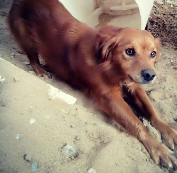 Cachorro ra a  Pequena peludinha  idade 3 anos nome Lupita